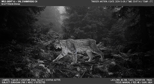 Nocturnal infrared camera trap capture of an adult Eurasian Lynx